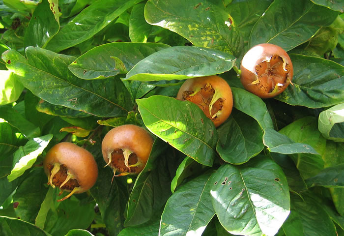 [ekşi+muşmula.jpg]