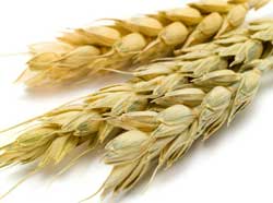 [IS_Wheat_Heads.jpg]