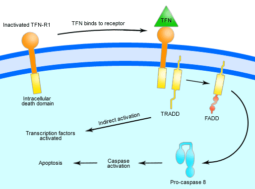 tnf signaling in apoptosis