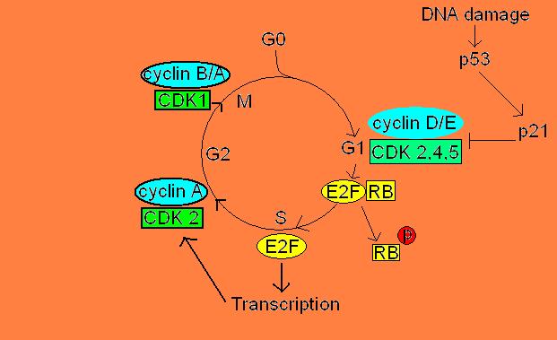 restriction point in cell cycle