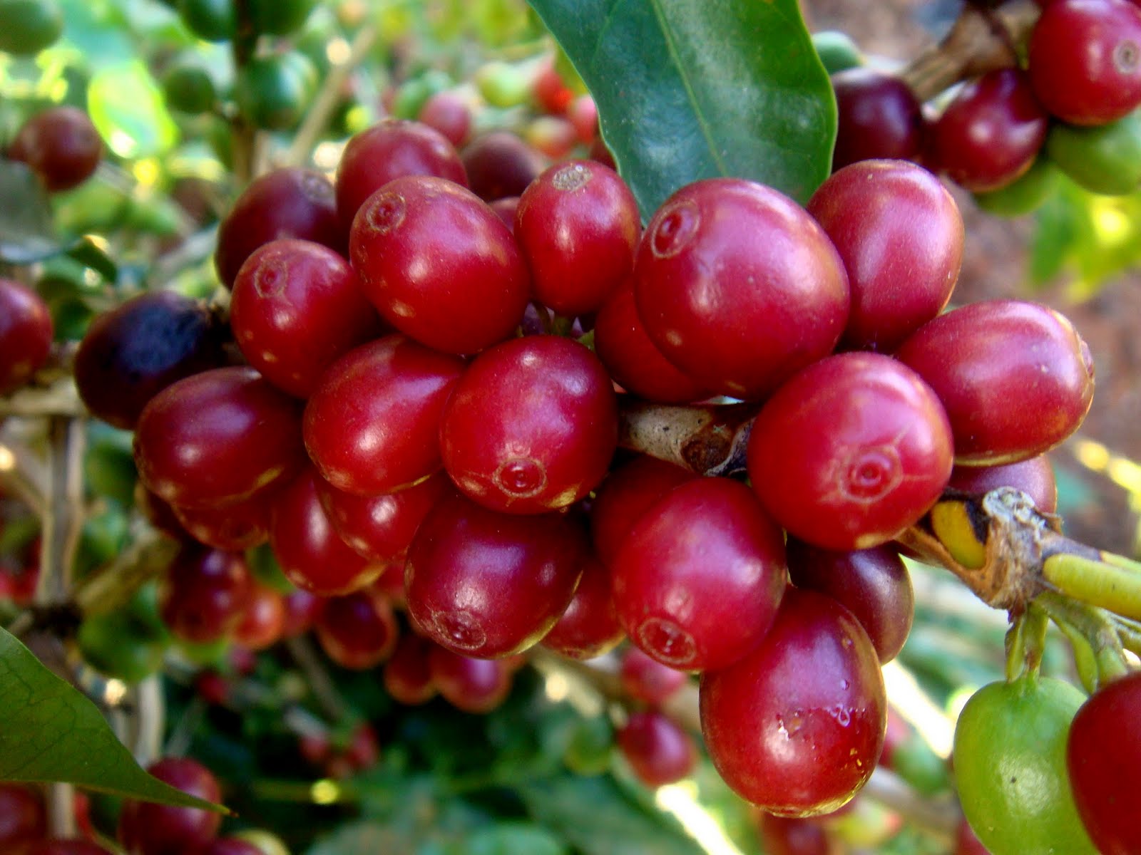 Arabica Cafe Chico Ca Arabica Cafe Chico Ca
