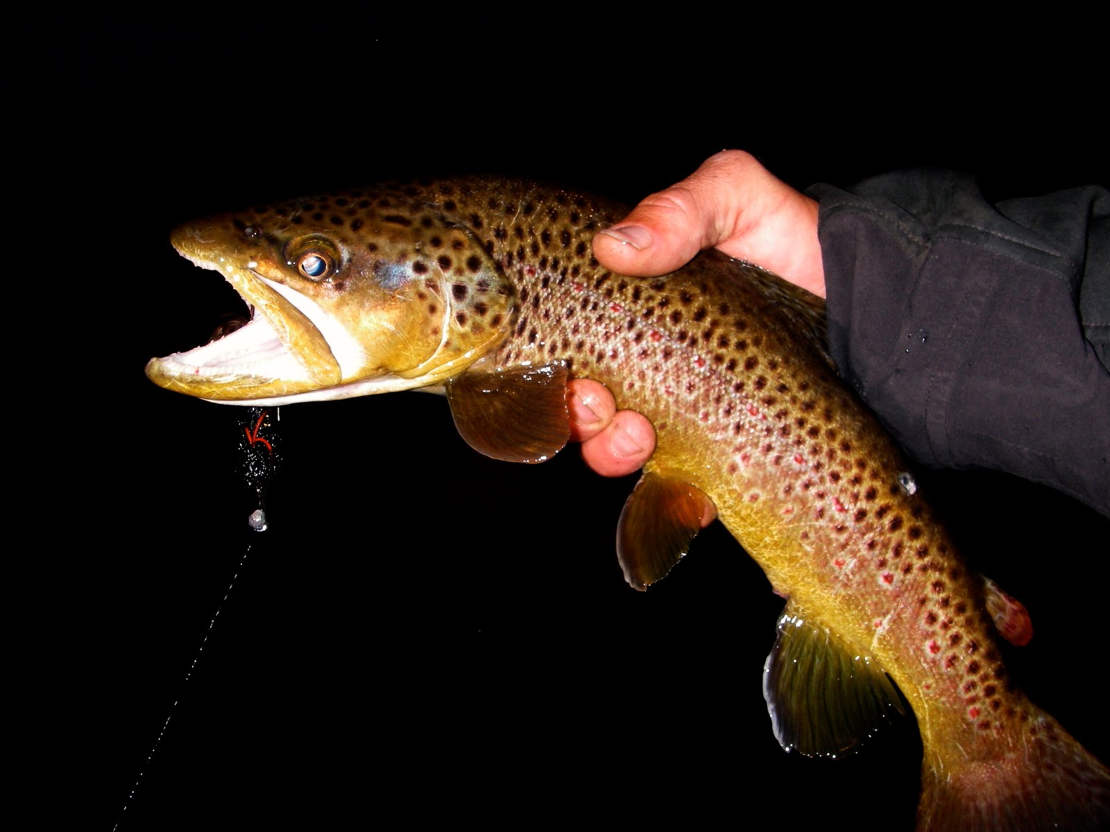 EpicFly Night Fishing For Brown Trout