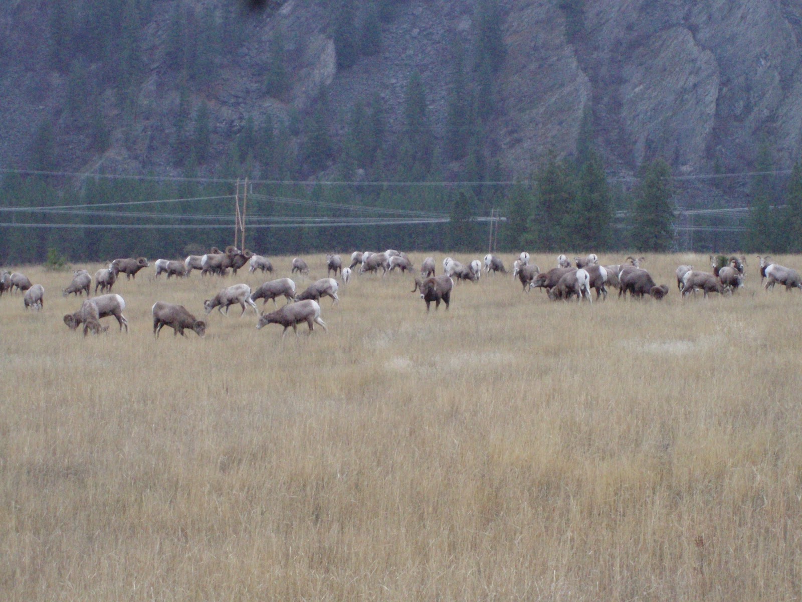 Tour 200 Adventures Sanders County Wildlife Collection