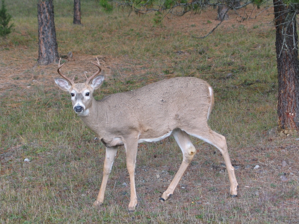 Tour 200 Adventures Sanders County Wildlife Collection