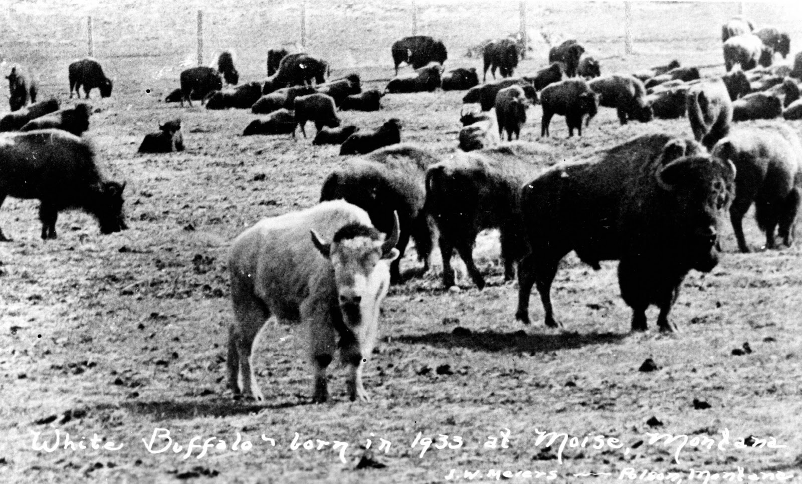 Tour 200 Adventures Sanders County Wildlife Collection