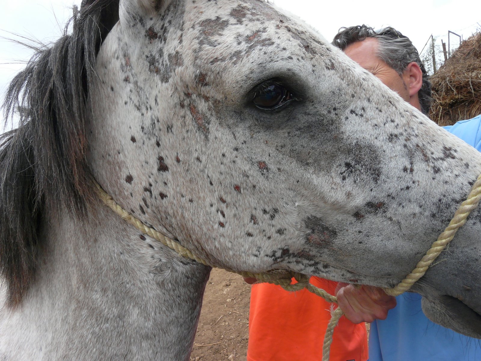BLOG DE VICENTE PEÑA: Dermatitis alérgica en caballos