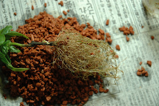 Cat-sushi Log: 09\/01\/18 - 09\/01\/25