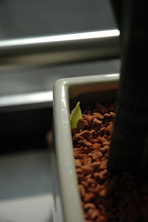 Cat-sushi Log: \u30b5\u30f3\u30b9\u30d9\u30ea\u30a2\u304c\u56de\u5fa9 (\u65b0\u682a\u3082)