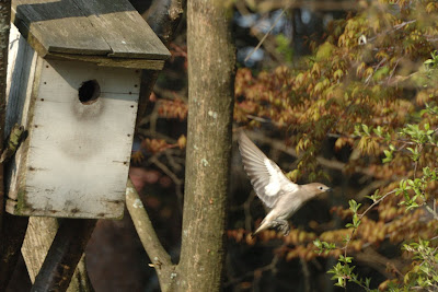 Cat-sushi Log: \u3010GW\u306e\u5199\u771f\u3011\u8efd\u4e95\u6ca2\u306e\u91ce\u9ce5\u4ed6\u3010\u52d5\u7269\u7de8\u3011