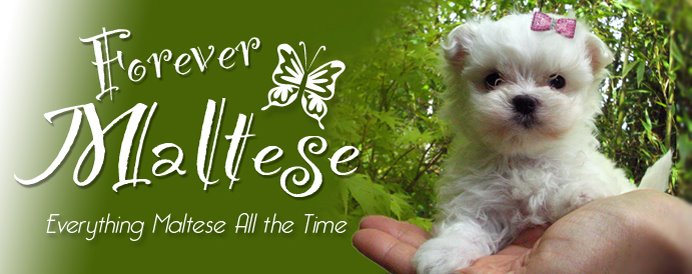 FOREVER MALTESE • puppies@forevermaltese.com