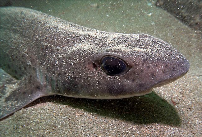 dogfish head isnap dogfish head isnap