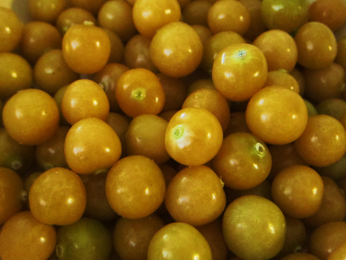 Garlic and Sea Salt Ground Cherries