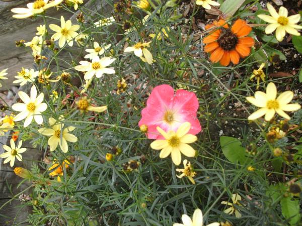 our-darling-clementine-wordless-wednesday-late-summer-flowers