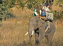 Jungle safari