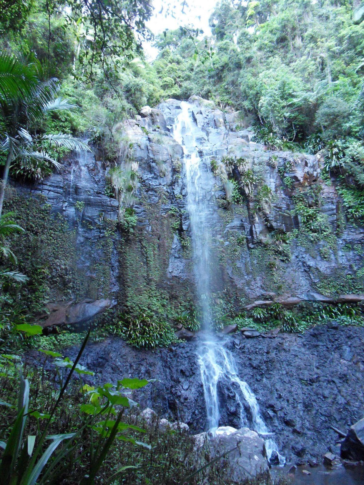 One Semester Down Under: Springbrook National Park