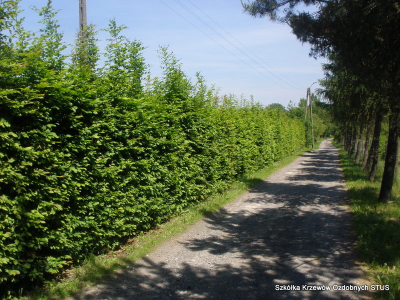 grab pospolity carpinus betulus szkółka STUS