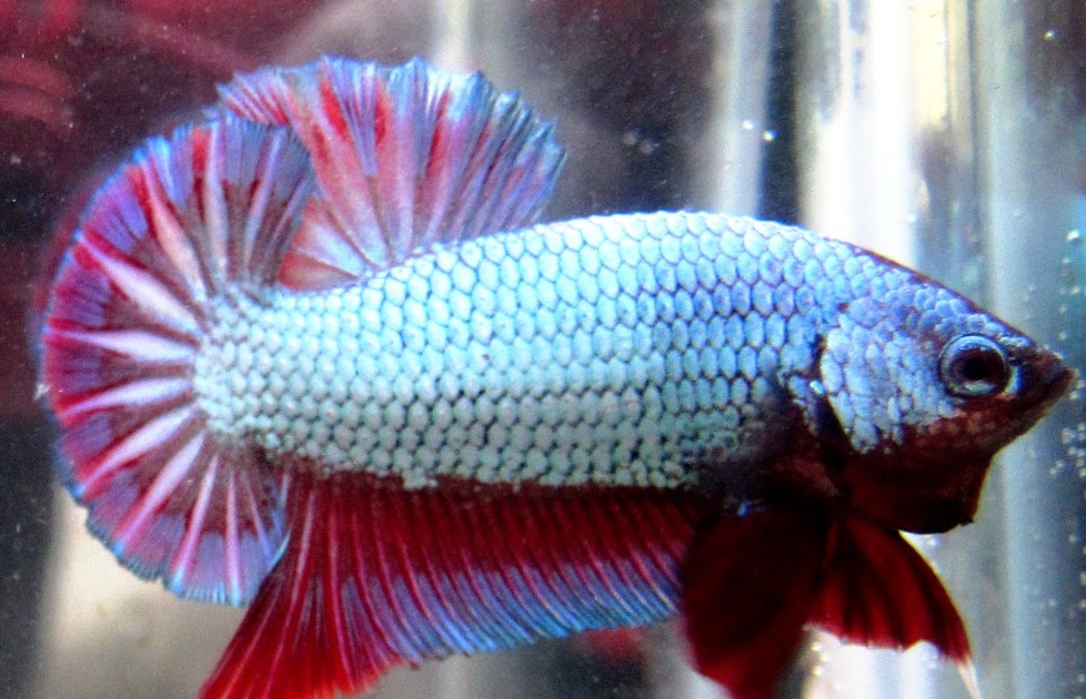 arseniastar Jual Ikan Cupang Kontes jpg (978x630)