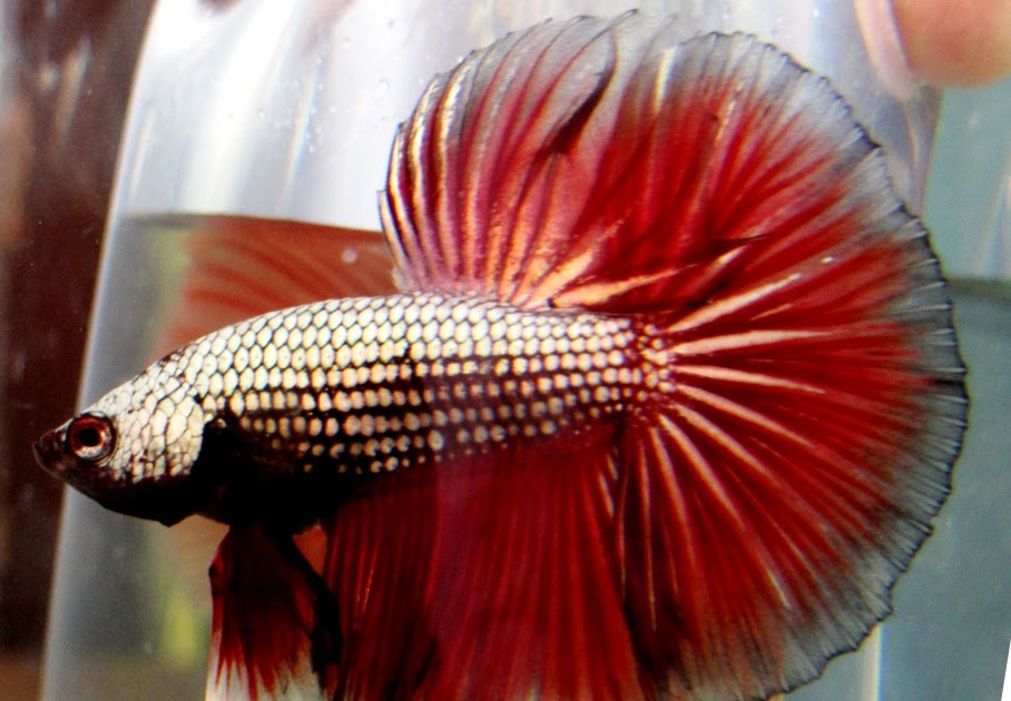 arseniastar Jual Ikan Betta/Cupang Halfmoon Dragon jpg (908x630)