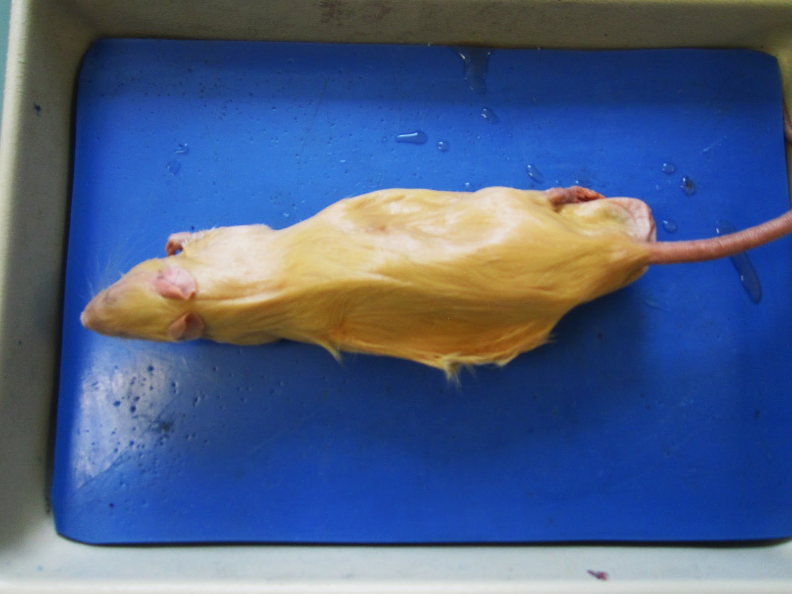 Rat Dissection Worksheets Answers