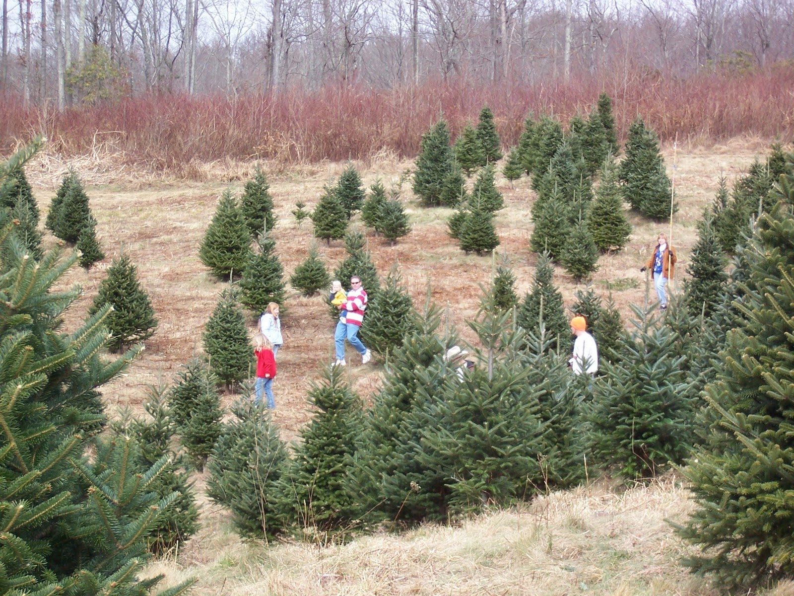 Watauga County Cooperative Extension Center Choose and Cut Tree Farms