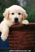 Golden Retriever. Una raza de perros muy noble.