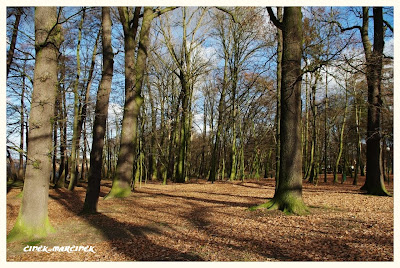 Park Wolsztyński w kierunku Karpicka