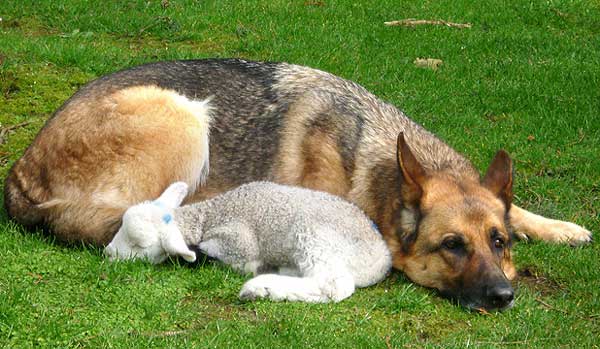 Nothing To Do With Arbroath: German shepherd accepts lamb as his own
