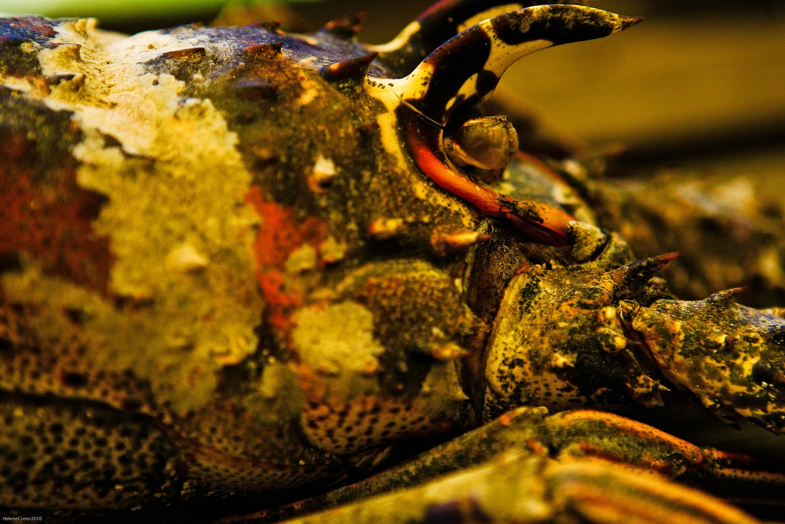 Helene's Photography Blog: August 2010