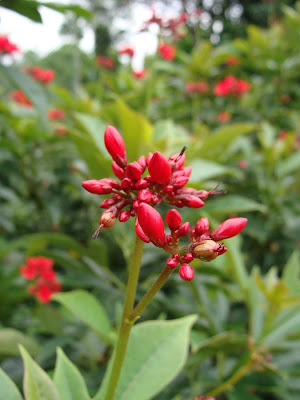Native Myanmar Flowers Lovers: Red for Boldness!