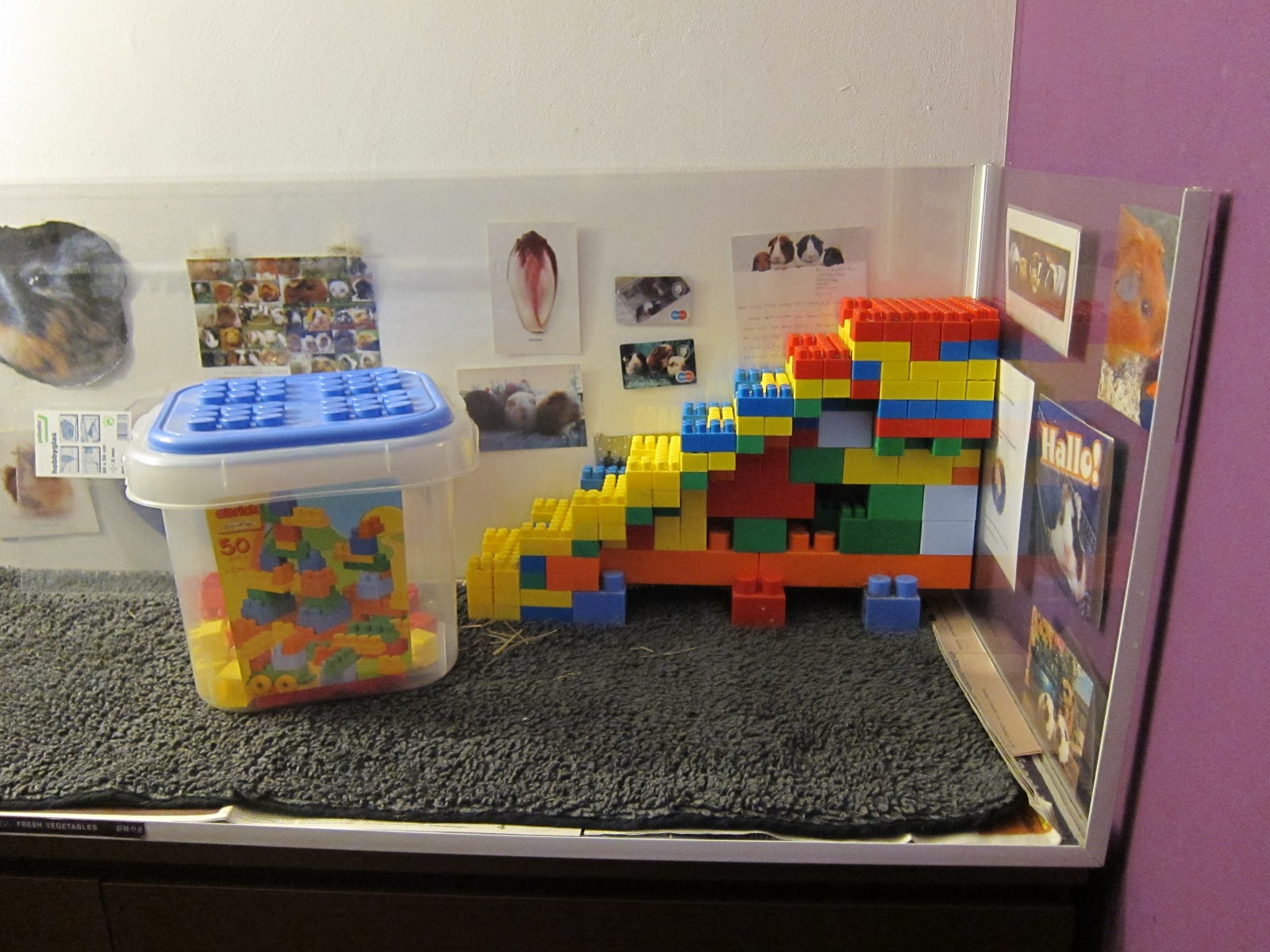 Undercover Guinea Pigs Guinygirlz DIY cage Hobbyglass cage