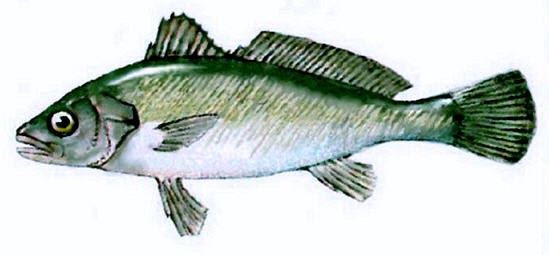 Adlerfisch