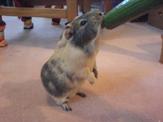 Meerschweinchen Otto Bild pic