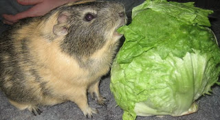 Meerschweinchen Meerschwein Otto Bild Foto pic