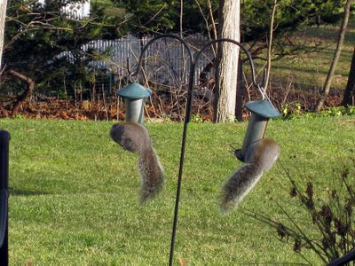 squirrels on birdfeeder