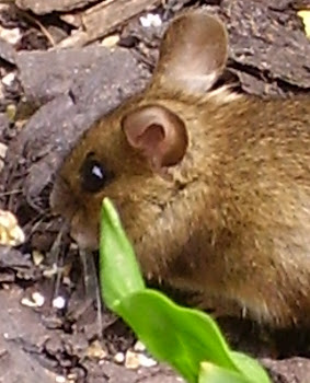 Whizzy the woodmouse