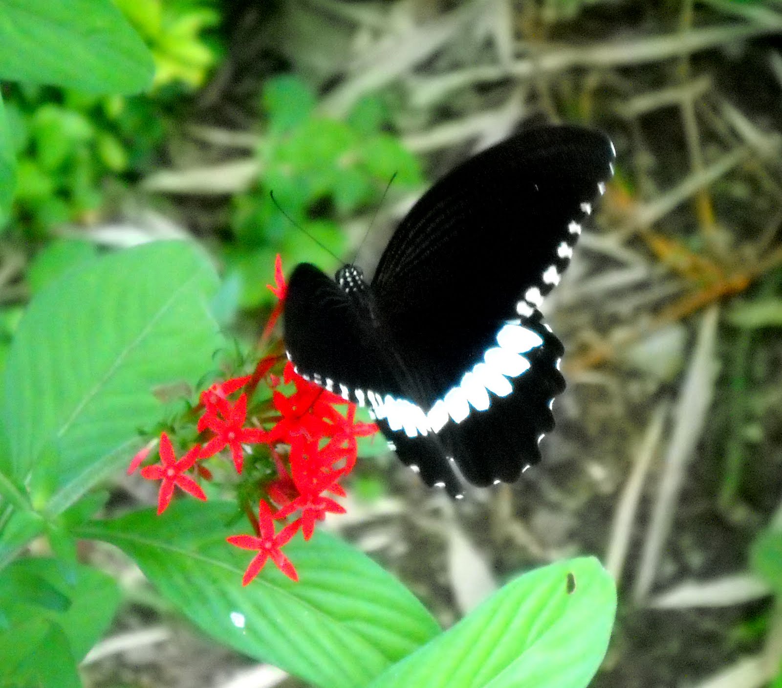 Черные бабочки 1. Черный Кардинал бабочка. Бабочка Brenthia hexaselena. Бабочка Кардинал Махаон. Баттерфляй Блэк.