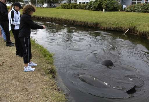 [manatees.jpg]