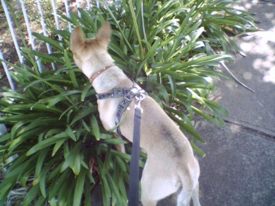 Life In Altamont Schuetzenfest