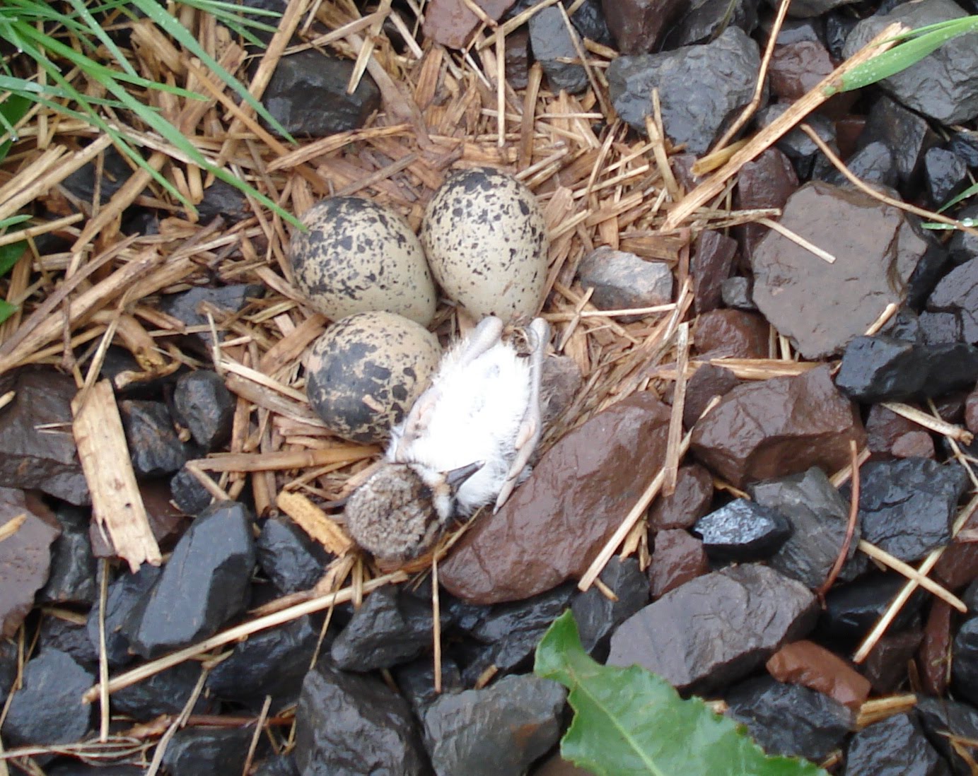 Critters on the farm Killdeer nest