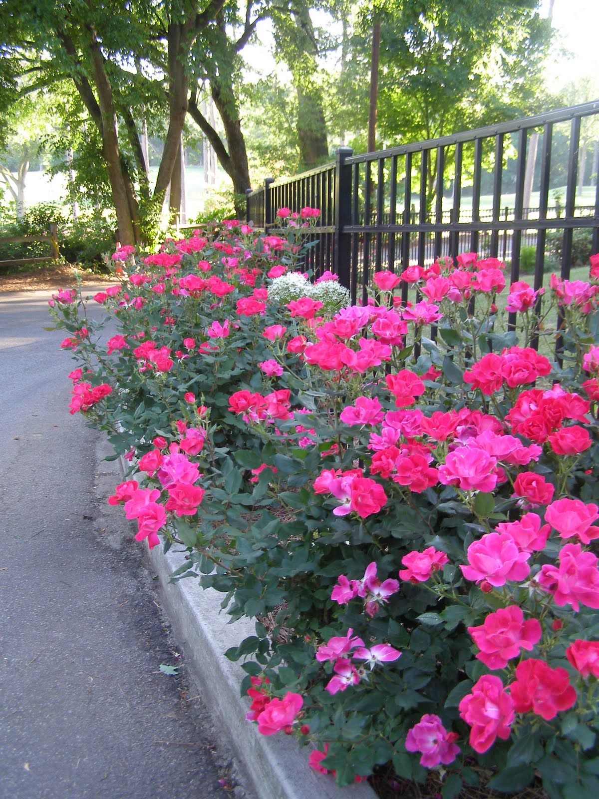 Роза хеллоу фото и описание отзывы Роза хеллоу фото и описание отзывы