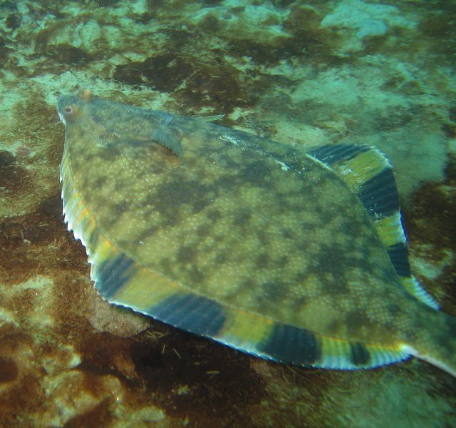 So Know the Starfish Fish o' the Day starry flounder