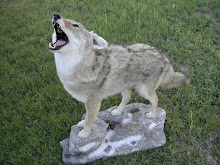 Lifesize Coyote Mount