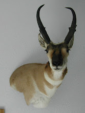 Full Shoulder Antelope