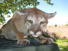 Life size Mountain Lion