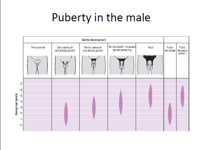 Physiology of Puberty | Barts Wiki | Fandom
