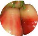 birkenstock mens green