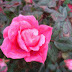 Pink Saturday- A Knock Out Of A Rose!