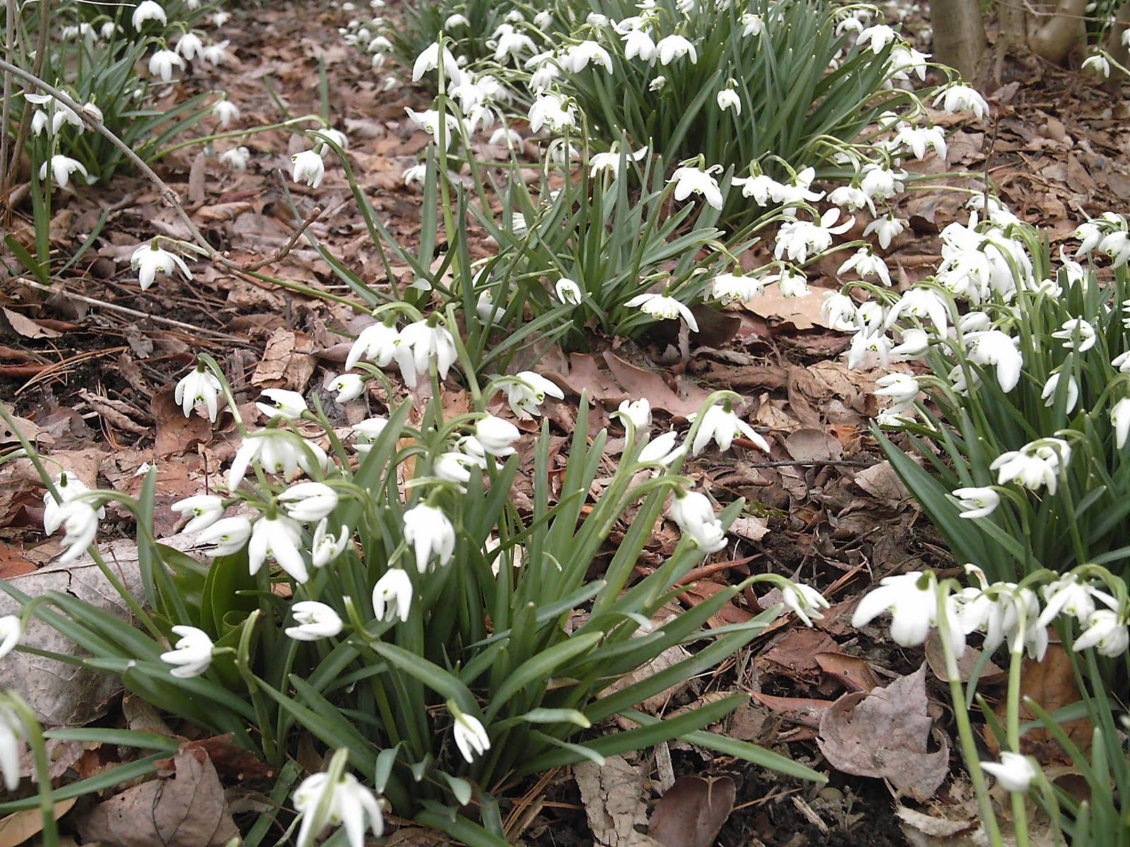 Nebraska Spring Springtime Green Sprouts: Seasons: Loving our Neighbors