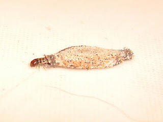 Mundo das traças: Traças e mais traças!