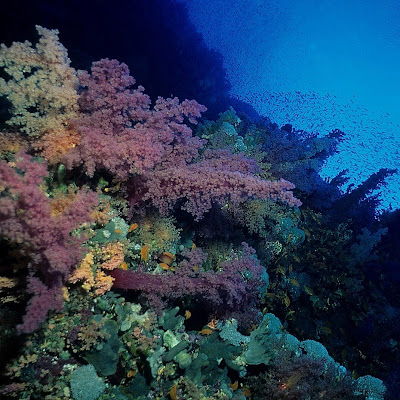 Deep Reef in the Red Sea